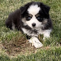 Bliss - Black tri female Toy Australian Shepherd puppy in Lame Deer, Montana from Bar M Toy Aussies