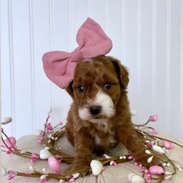 Bernedoodle, Cavapoo, Goldendoodle, and Poodle Puppies from Gypsi Doodles & Poodles