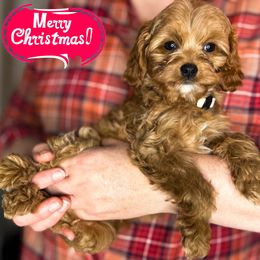 Girl 3 - Red female Cavapoo puppy in Gilbert, Arizona from Azbernedoodlepuppies