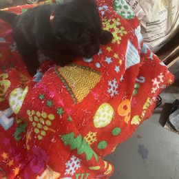 Sugar - Black female Scottish Terrier puppy in Goodrich, Texas from Landrum Scottish Terriers