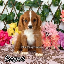 Cooper - Ruby male Cavalier King Charles Spaniel puppy in Hollywood, Florida from World Class Cavaliers