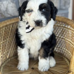 Keith - Black tri-color male Aussiedoodle puppy in Grinnell, Iowa from Rural Iowa Aussies & Doodles