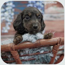 Dachshund Puppies from Misty's 101 Doxies
