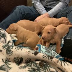 Cirneco dell’Etna Puppies from Ember Hill Cirnechi