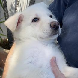 Girl 4 - White female German Shepherd puppy in Camarillo, California from Robert's White German Shepherds