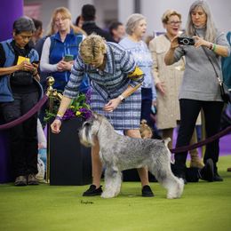 Standard Schnauzer puppies from Braveheart Standard Schnauzers