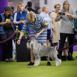 Standard Schnauzer puppies from Braveheart Standard Schnauzers