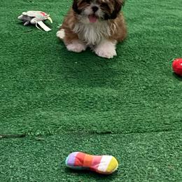 Boy 2 - Sable and white male Shih Tzu puppy in Zeigler, Illinois from Dandy Little  Shih Tzu, Shih Poo's and Toy Poodles
