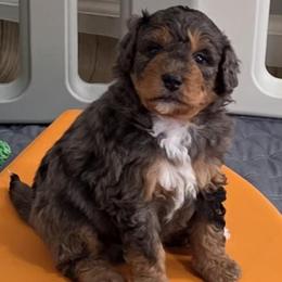 Coffee - Blue merle male Bernedoodle puppy in Mc Gaheysville, Virginia from Doting Doodles