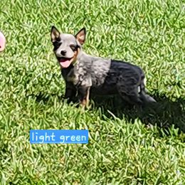 Light green collar - Blue mottled female Australian Cattle Dog puppy in Smyrna, South Carolina from Wood Haven Farm of SC