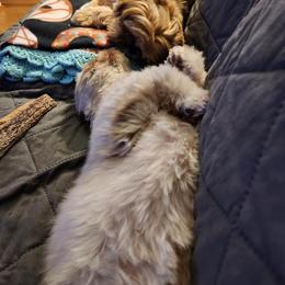 Shih Tzu Puppies from Wandering Tzu