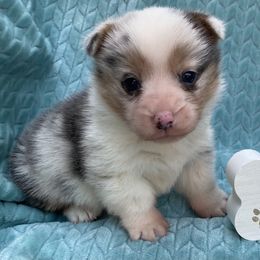American Corgi and Pembroke Welsh Corgi Puppies from Wyndy Ridge Corgis
