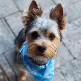 Yorkshire Terriers from Yorkieology
