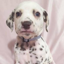 Ponyta (Grey collar) - White and liver brown female Dalmatian puppy in Raymondville, Missouri from Wagner's Dalmatian's