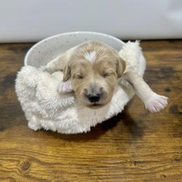 Star - Cream female Goldendoodle puppy in Kenansville, North Carolina from J+A Family Doodles