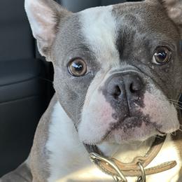 Bo - Boston Terrier