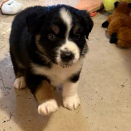 Oppy - Black tri-color male Australian Shepherd puppy in Brownfield, Maine from Misty Feather Aussies