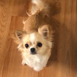 Honey  - Chihuahua
