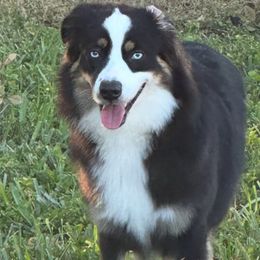Thunder - Miniature Australian Shepherd