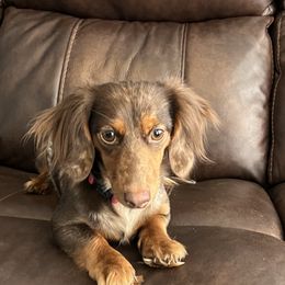 Ruby - Dachshund
