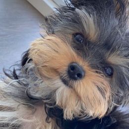 Yorkshire Terriers from Luxuryminiyorkiesllc