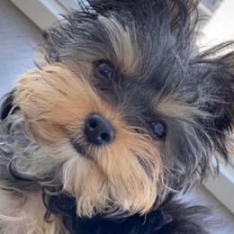 Yorkshire Terriers from Luxuryminiyorkiesllc