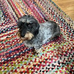 Dachshunds from Hot Diggity Dogs (wirehair doxies)