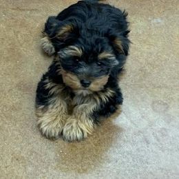 Assorted Doodle Crosses, Double Doodle, Maltipoo, Morkie, and Yorkipoo Puppies from Danza Bolo
