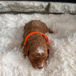 Nutmeg - Red male Bernedoodle puppy in Fort Wayne, Indiana from Crimson Curl Doodles