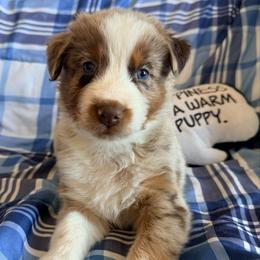Marsha - Red merle female Australian Shepherd puppy in Atkinson, Illinois from Diamond Ridge Aussies