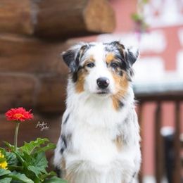 Australian Shepherds from Big Screen Aussies