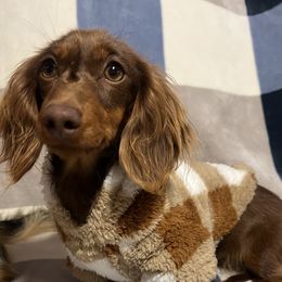 Brownie - Dachshund