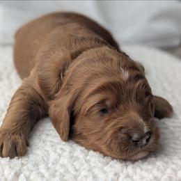 Blue - Red  male Goldendoodle puppy in Connecticut from Valley View Doodles