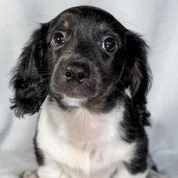 T-Rex - Black and cream male Dachshund puppy in Winamac, Indiana from WZ Kennels