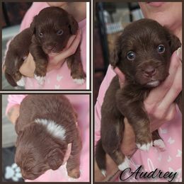 Audrey - Brown female Double Doodle puppy in Prescott Valley, Arizona from Ramirez Family Doodles