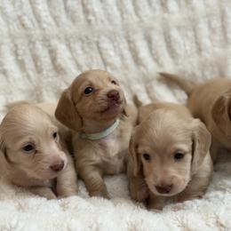 Dachshund Puppies from Sweet Cream Dachshunds
