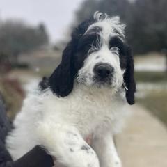 Newfoundlands, Saint Berdoodles, and Saint Bernards from Blue Heart Kennel
