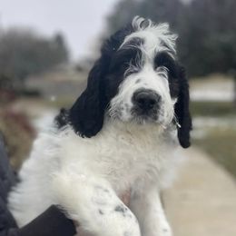 Newfoundlands, Saint Berdoodles, and Saint Bernards from Blue Heart Kennel