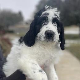 Newfoundlands, Saint Berdoodles, and Saint Bernards from Blue Heart Kennel
