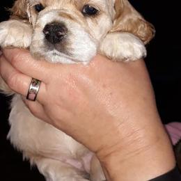 Cocker Spaniel and German Shepherd Puppies from Emerald Cockers/Frog Valley K9's LLC
