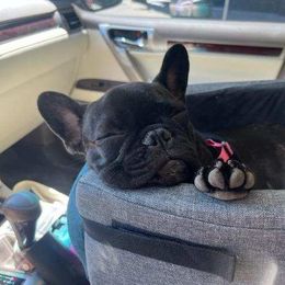 French Bulldog All Grown Up from Frenchie & Co.