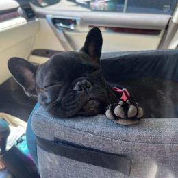 French Bulldog All Grown Up from Frenchie & Co.