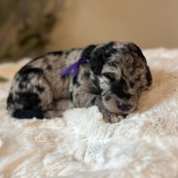 Snowflake - White and blue merle female Bordoodle puppy in Valley Center, California from Circle R Valley Bordoodls