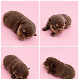Ana - Chocolate and tan female Pomeranian puppy in Middlefield, Ohio from Twice The Love Pomeranians