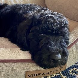 Nova - Poodle
