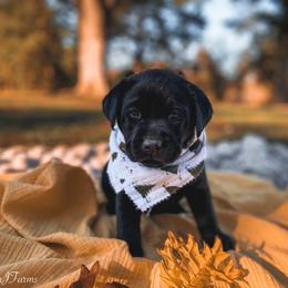 Dilute Retriever and Labrador Retriever Puppies from Landon J Farms Labrador Retrievers