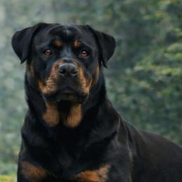 Fetti - Rottweiler