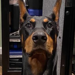 Doberman Pinscher Puppies from Ocean’s Breeze Doberman Pinschers