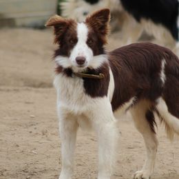 Mia - Border Collie
