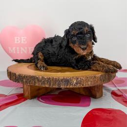 Midas - Phantom male Bernedoodle puppy in Beresford, South Dakota from DAKOTA DOOD RANCH